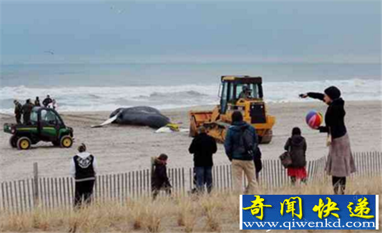美国座头鲸搁浅海滩 大批民众驻足观看拍照留念