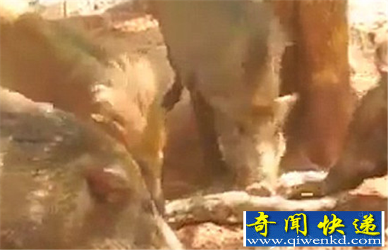 ̩��������ʳС���� Ұ�������ŭ֮�½�����ҧ��