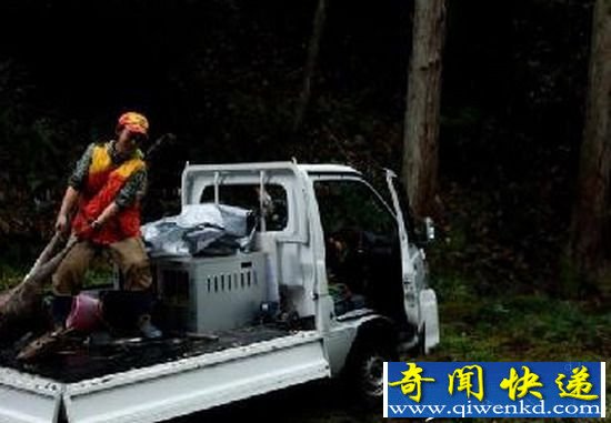 日本女猎人打破性别传统 熟练的射杀野鹿
