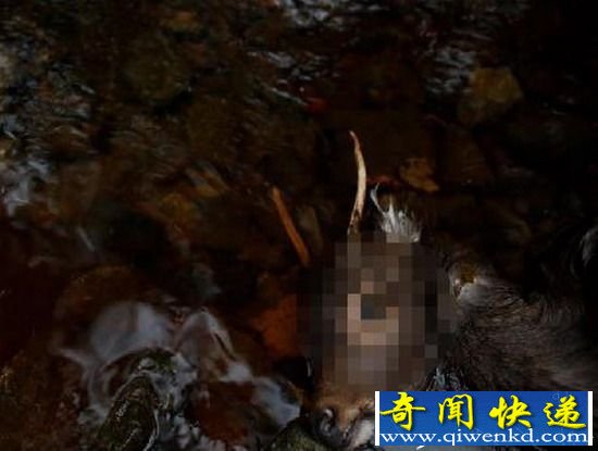 日本女猎人打破性别传统 熟练的射杀野鹿
