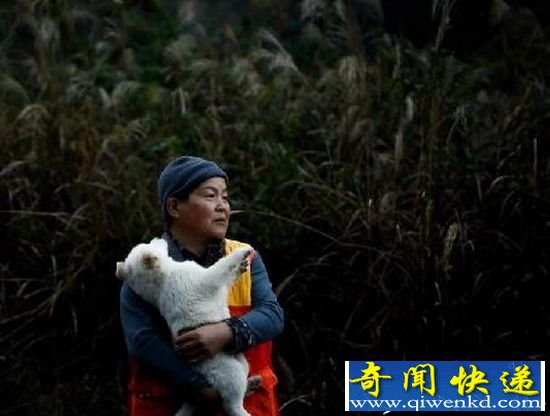 日本女猎人打破性别传统 熟练的射杀野鹿