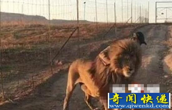 ���ı����ٲ��� Ӣ����ʨ��·������