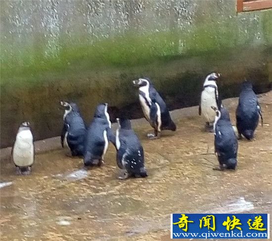 3������500ֻ���� ��������Ű�������Ҳ��̶�