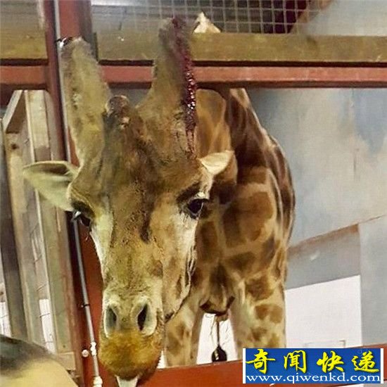 3������500ֻ���� ��������Ű�������Ҳ��̶�