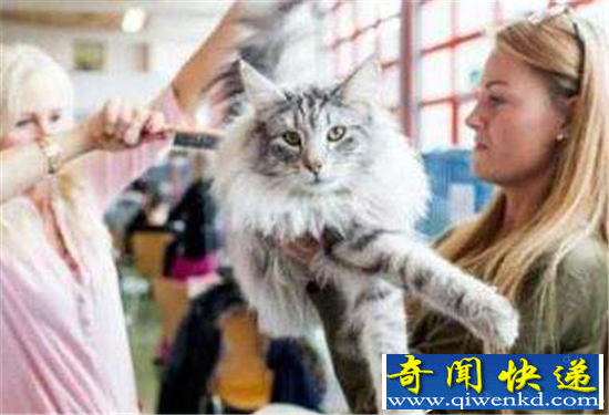 瑞士举行国际猫展 猫咪身价数十万比人还惬意