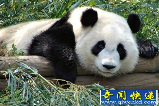 ����è�ı��ʿɲ�ֹ���� ���ǿ���Ұ������!