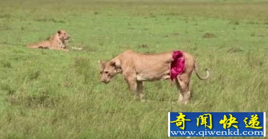 ĸʨ���Ա�ˮţ���� ������˺�Ѻô�һ�飡