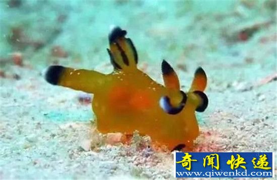 ��������������ձ����� ���ο���Ƥ����!