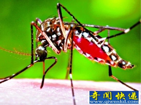 未来亚洲将有20亿人感染寨卡病毒 中国怎么办