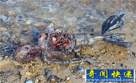 英国海滩惊现疑似美人鱼尸体 高度腐烂略恶心