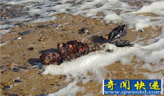 英国海滩惊现疑似美人鱼尸体 高度腐烂略恶心