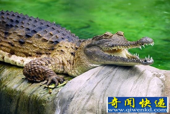 丹麦男子与鳄鱼合影被咬 血肉模糊仍自拍