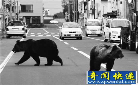 日本东京住宅区惊现黑熊 登山赏枫要小心