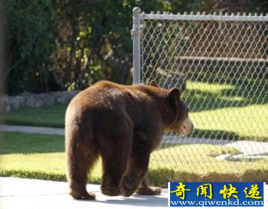 日本东京住宅区惊现黑熊 登山赏枫要小心