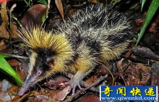 自然界十大神奇生物 海洋独角兽现身
