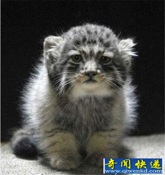 农民捡到可爱猫咪麻烦找上门 竟是罕见帕拉斯猫