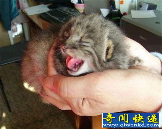 农民捡到可爱猫咪麻烦找上门 竟是罕见帕拉斯猫
