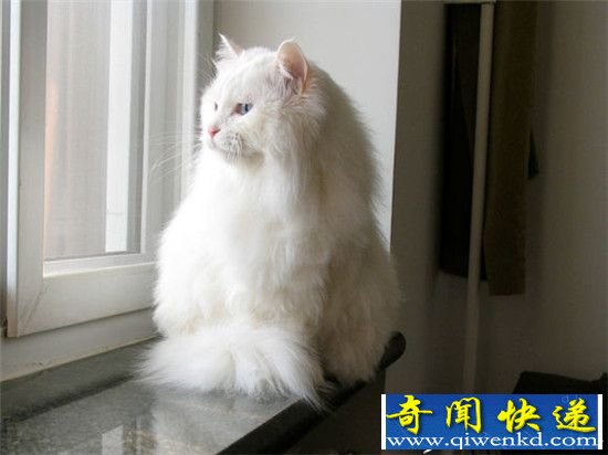 狮子猫哮天犬 已绝种的中国本土宠物