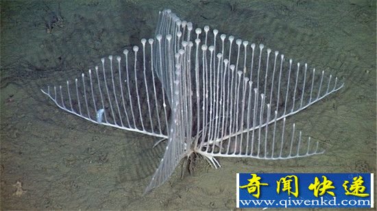 美丽奇特的深海生物 这个恐龙头和人类同门!