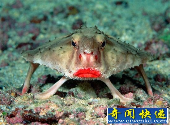 美丽奇特的深海生物 这个恐龙头和人类同门!