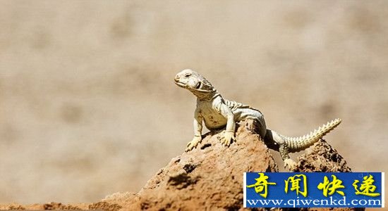 火星上发现爬行动物遗骸 有生命存在?