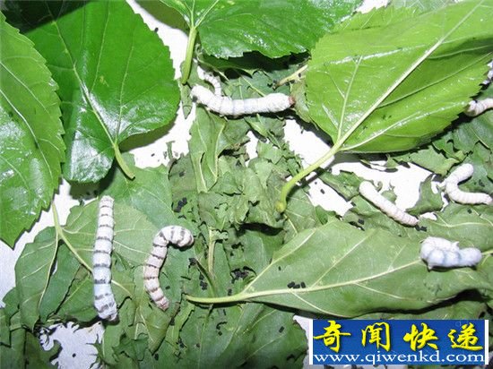空间站长期居住吃什么 月宫一号选择昆虫