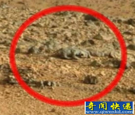 NASA证实 火星上确实有生物的存在