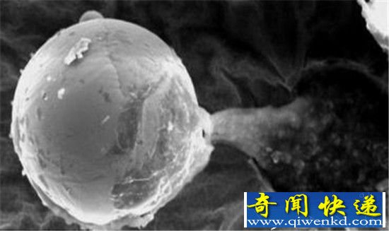 冥王星轨道发现诡异生命体 竟是从虫洞爬出来的?