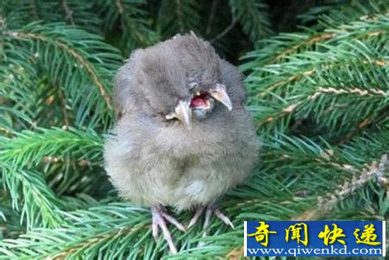 Ϻ˫ͷġࡱ