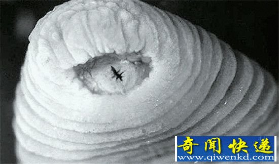 地球上最怪异的八大生物:第一名你绝对没见过!
