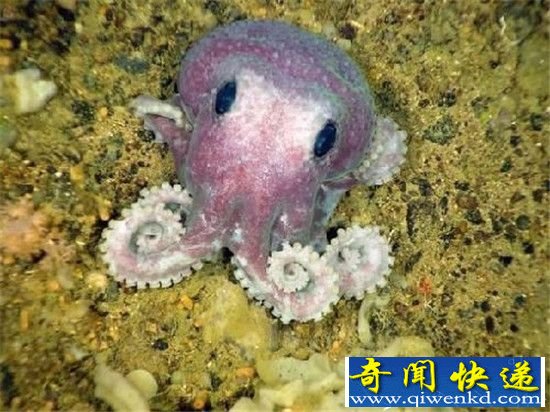 地球上最怪异的八大生物:第一名你绝对没见过!