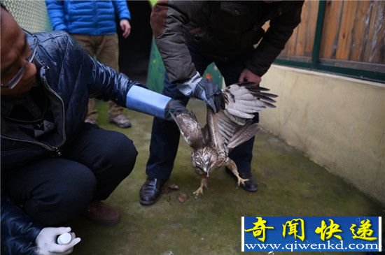 雾霾太严重无法捕食:猛禽饿晕掉落田间