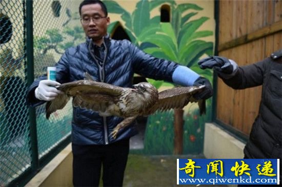 雾霾太严重无法捕食:猛禽饿晕掉落田间