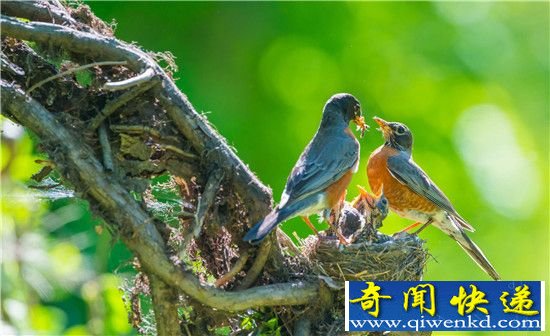 盘点世界上十大最忠贞爱情鸟 你知道几对?