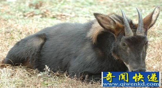 神兽踩空掉千岛湖 工人冷水营救送归山林