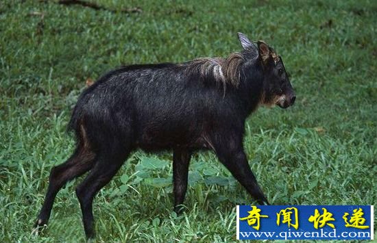 神兽踩空掉千岛湖 工人冷水营救送归山林