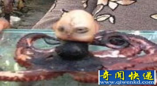 尼章鱼人呼救哭声似婴儿 世上竟有如此生物?
