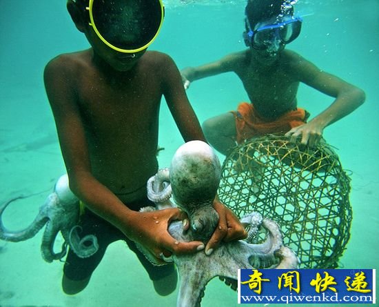 尼章鱼人呼救哭声似婴儿 世上竟有如此生物?