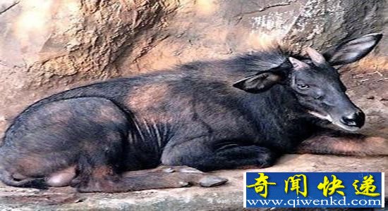 神兽踩空掉千岛湖 工人冷水营救送归山林