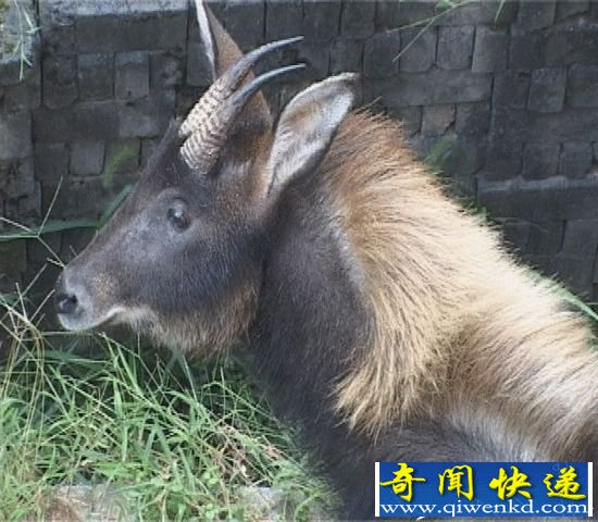 神兽踩空掉千岛湖 工人冷水营救送归山林