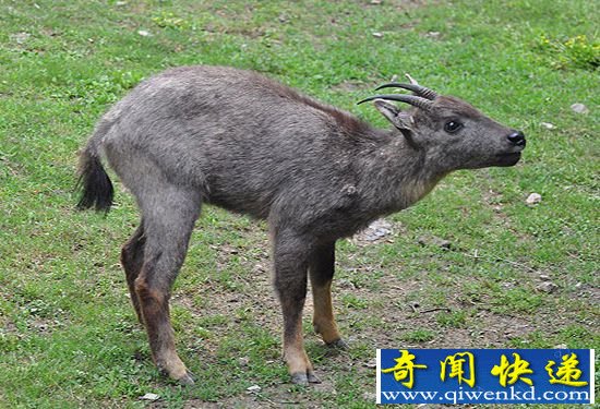 神兽踩空掉千岛湖 工人冷水营救送归山林