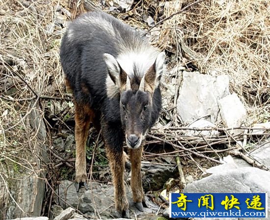 神兽踩空掉千岛湖 工人冷水营救送归山林