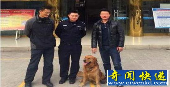 金毛走丢报警求助 神奇狗狗你是来自火星吗?
