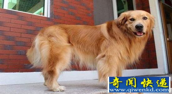 金毛走丢报警求助 神奇狗狗你是来自火星吗?