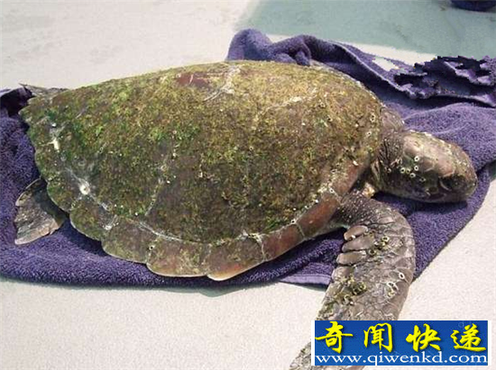 无故海龟意外死亡 知道真相的人们自责不已!