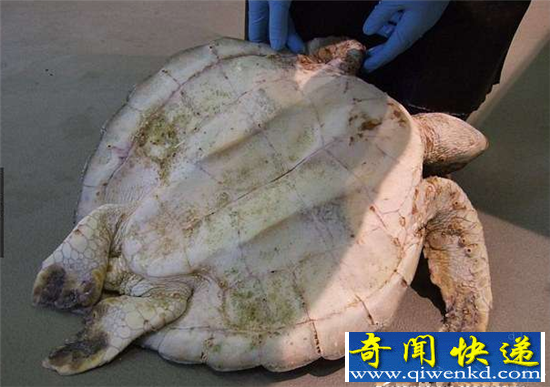 无故海龟意外死亡 知道真相的人们自责不已!