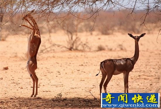 盘点世上千奇百怪的物种 你见过几个?