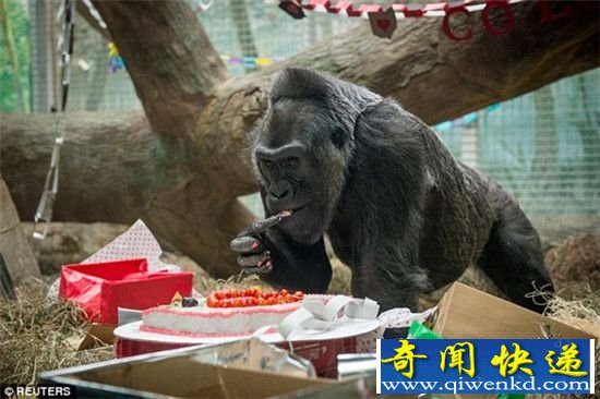 世界上最年长圈养大猩猩去世 比预计多活20年!