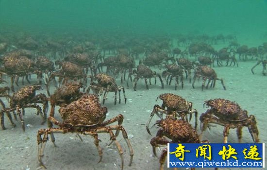 十万螃蟹迁移似外星怪物入侵 灾难要发生?