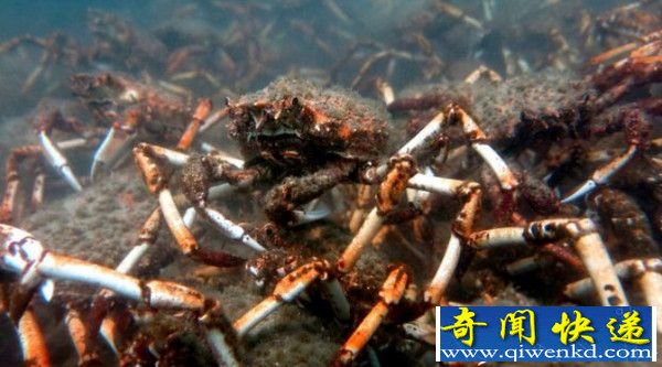 十万螃蟹迁移似外星怪物入侵 灾难要发生?